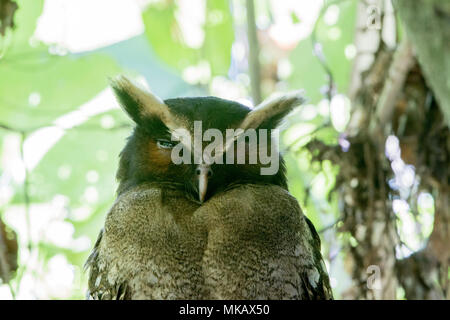 Crested Eule Lophostrix cristata Erwachsenen auf dem Zweig am Tag Zeit thront in Wald Roost, Costa Rica Stockfoto