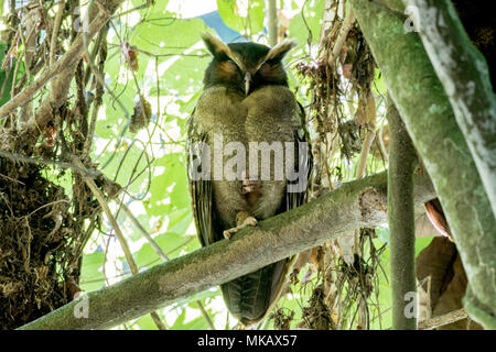 Crested Eule Lophostrix cristata Erwachsenen auf dem Zweig am Tag Zeit thront in Wald Roost, Costa Rica Stockfoto