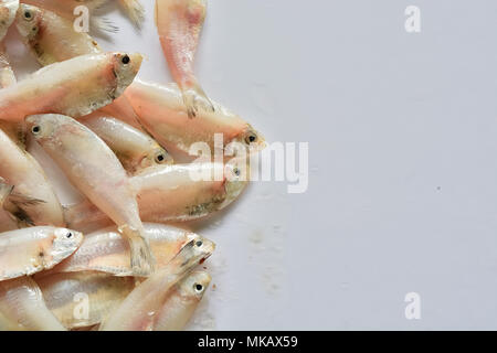 Frische Makrele Fisch am weißen Tisch Stapel Stockfoto
