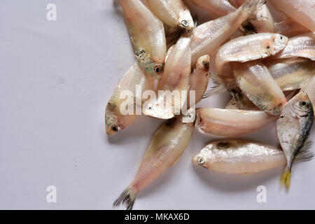 Frische Makrele Fisch am weißen Tisch Stapel Stockfoto
