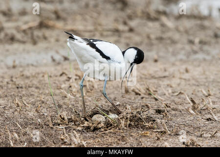 Pied säbelschnäbler Recurvirostra avosetta nach Beilegung auf Nest mit Eiern zu inkubieren, Cley, Norfolk, England Stockfoto