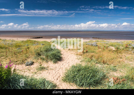 Gras und blühende Pflanzen wachsen auf dem Sand von Fleetwood Beach in der Nähe von Blackpool, Lancashire, mit den Bergen des Lake District in der Ferne Stockfoto