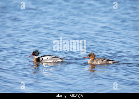 Red-breasted Merganser (Mergus serrator) Zuchtpaar, Schwimmen im offenen Wasser mit dem Männchen das Weibchen. Stockfoto