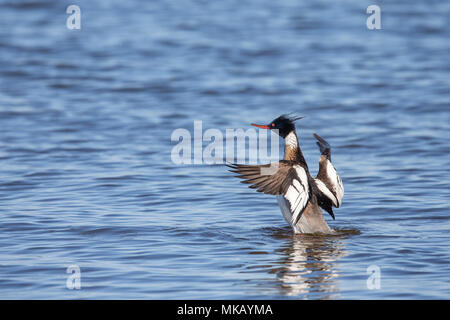 Männlich Red-breasted Merganser (Mergus serrator) steigt aus dem Wasser, dass Sie aufgeregt und glücklich aus. Stockfoto