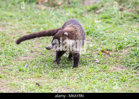 Weiße Nase nasenbär Nasua narica nach Futter für Lebensmittel auf kurzen Vegetation, Costa Rica Stockfoto