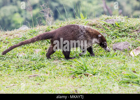 Weiße Nase nasenbär Nasua narica nach Futter für Lebensmittel auf kurzen Vegetation, Costa Rica Stockfoto