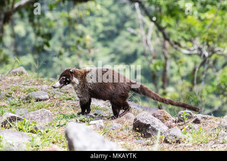 Weiße Nase nasenbär Nasua narica nach Futter für Lebensmittel auf kurzen Vegetation, Costa Rica Stockfoto