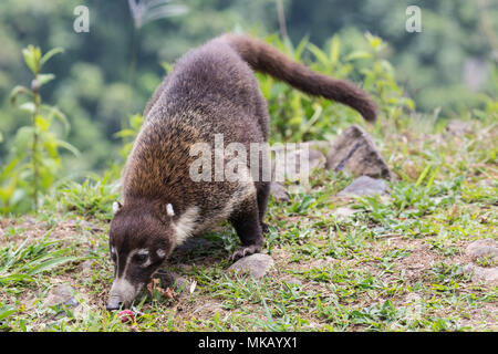 Weiße Nase nasenbär Nasua narica nach Futter für Lebensmittel auf kurzen Vegetation, Costa Rica Stockfoto