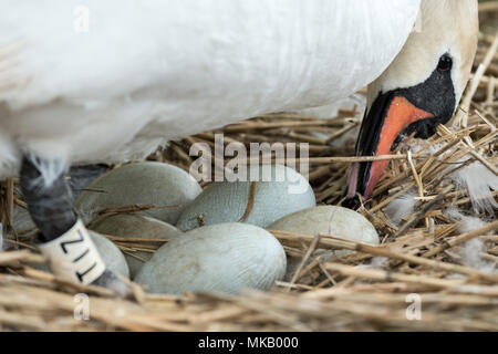 Abbotsbury Swannery in Dorset, Großbritannien. Stockfoto