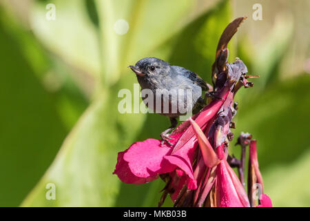 Slaty flowerpiercer plumbea Diglossa erwachsenen männlichen thront auf Blume im Garten in Costa Rica Stockfoto