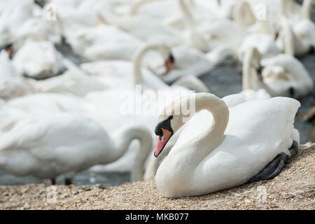 Abbotsbury Swannery in Dorset, Großbritannien. Stockfoto