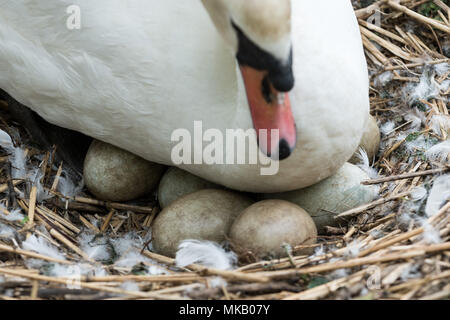 Abbotsbury Swannery in Dorset, Großbritannien. Stockfoto