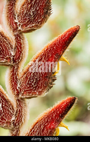 Heliconia Blüte Blütenstand im Regenwald, Costa Rica Stockfoto