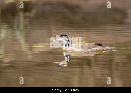 Sungrebe Heliornis fulica erwachsenes Weibchen schwimmen auf dem Fluss Costa Rica Stockfoto