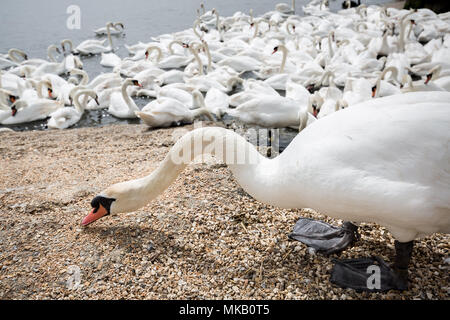 Abbotsbury Swannery in Dorset, Großbritannien. Stockfoto