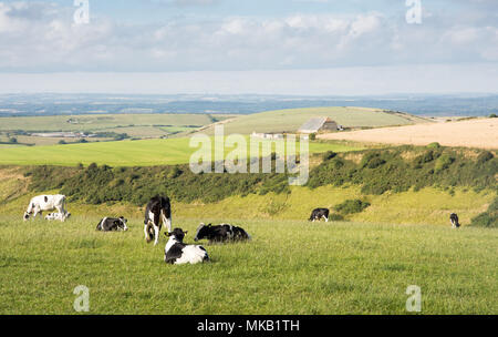 Eine Herde Kühe grasen auf der Weide in der hügeligen Landschaft von England Dorset Purbeck Hills im Süden. Stockfoto