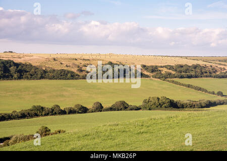 Heuballen Trocknen im Sommer Sonne dot Berghängen im Bezirk South Dorset Purbeck. Stockfoto