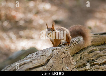 Rote Eichhörnchen auf umgefallene Baum auf Brownsea Island. Stockfoto