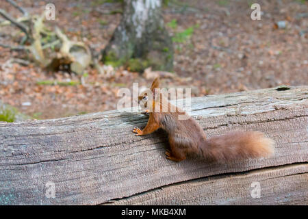 Eichhörnchen mit Haselnuss auf Brownsea Island. Stockfoto