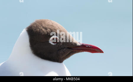 Nahaufnahme der Lachmöwe, rote Augen Flechtwerk. Stockfoto