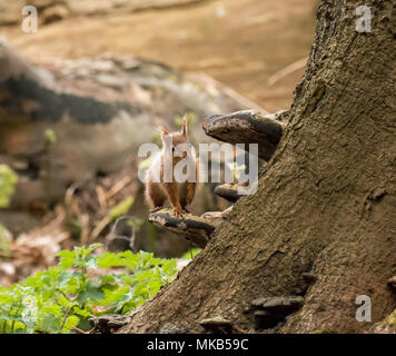 Eichhörnchen auf der Halterung Pilz auf Brownsea Island. Stockfoto