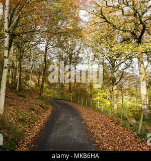 Bäume anzeigen Herbst Farben Linie einer ruhigen Landstraße, Teil der National Cycle Network Weg 6, in der Nähe von Ambleside in England Lake District National Stockfoto