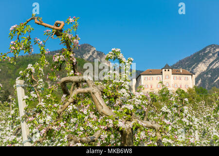 Apfelbaumblüte. Apfelplantagen im Frühling im Grünen Val di Non - Trentino-Südtirol, Norditalien. Schloss Thun Trentino Alto adige Stockfoto