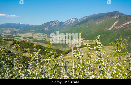 Apfelbaum Blüte. Apfelplantagen im Frühling auf dem Lande nicht Tal (Val di Non), Trentino Alto Adige, Norditalien. Frühling Landschaft Stockfoto