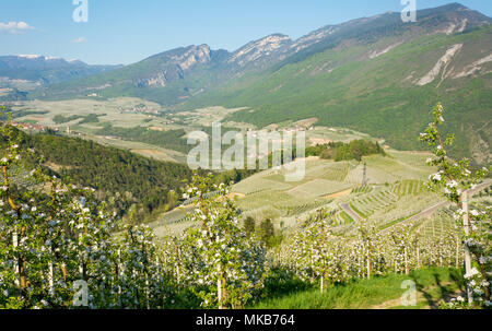 Apfelbaum Blüte. Apfelplantagen im Frühling auf dem Lande nicht Tal (Val di Non), Trentino Alto Adige, Norditalien. Frühling Landschaft Stockfoto