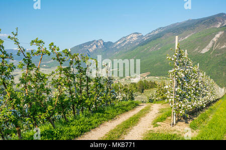 Apfelbaum Blüte. Apfelplantagen im Frühling auf dem Lande nicht Tal (Val di Non), Trentino Alto Adige, Norditalien. Frühling Landschaft Stockfoto