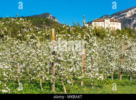 Apfelbaumblüte. Apfelplantagen im Frühling im Grünen Val di Non - Trentino-Südtirol, Norditalien. Schloss Thun Trentino Alto adige Stockfoto