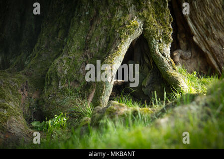 Baumwurzeln und grünes Gras closeup Stockfoto