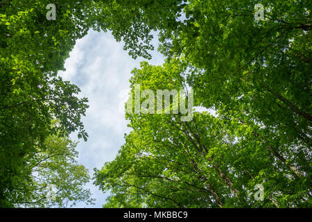 Grüne Blätter Baumkronen Low Angle View Stockfoto
