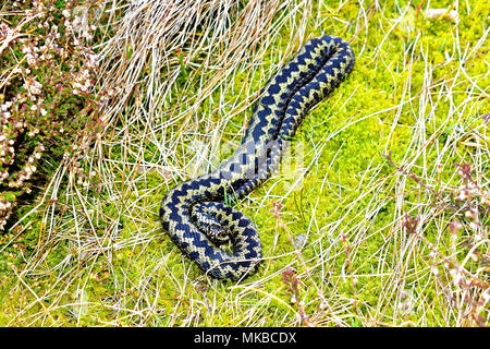 Cheviot Hills Northumberland Vipera berus oder gemeinsamen Addierer Schlange in Heidekraut auf den Hügeln Stockfoto