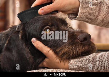 Hände der Besitzer von Hund kämmen Stockfoto