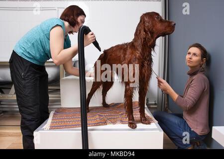 Pet groomer trocknen Haar der Hund mit Fön nach dem Waschen, die im Salon Stockfoto