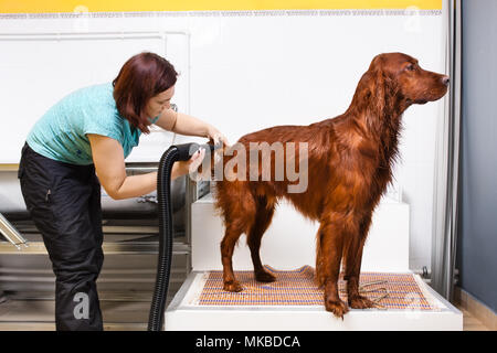 Pet groomer trocknen Fell des Hundes mit Föhn, die im Salon Stockfoto