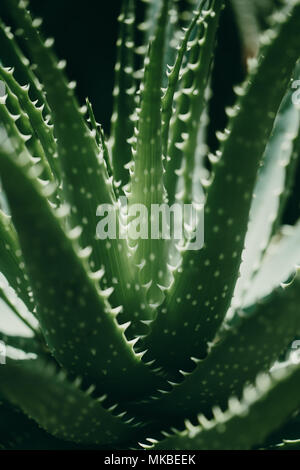 Closeup Schuß von tropischem Grün. Aloe vera. Makroaufnahme. Sommer Hintergrund Stockfoto