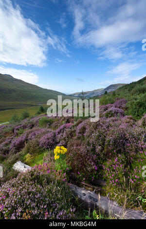 Heidekraut und wilden Blumen in Glen Spröde, Isle of Skye, Schottland, Großbritannien Stockfoto