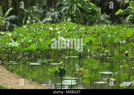 Lotus Blumen an Sir Seewoosagur Ramgoolam botanischen Garten Pamplemousses district, Mauritius Insel. Stockfoto