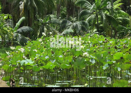 Lotus Blumen an Sir Seewoosagur Ramgoolam botanischen Garten Pamplemousses district, Mauritius Insel. Stockfoto