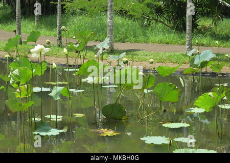 Lotus Blumen an Sir Seewoosagur Ramgoolam botanischen Garten Pamplemousses district, Mauritius Insel. Stockfoto