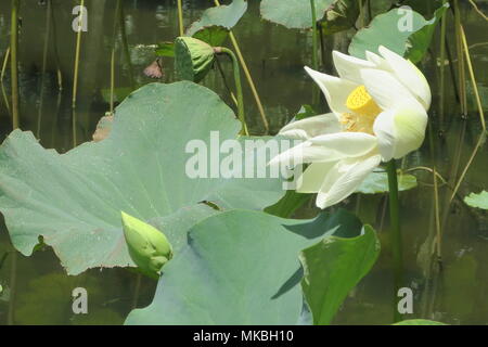 Lotus Blumen an Sir Seewoosagur Ramgoolam botanischen Garten Pamplemousses district, Mauritius Insel. Stockfoto