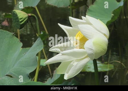 Lotus Blumen an Sir Seewoosagur Ramgoolam botanischen Garten Pamplemousses district, Mauritius Insel. Stockfoto