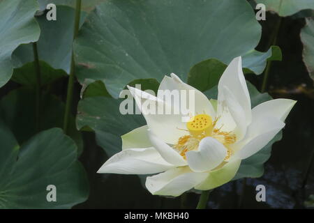 Lotus Blumen an Sir Seewoosagur Ramgoolam botanischen Garten Pamplemousses district, Mauritius Insel. Stockfoto