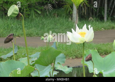 Lotus Blumen an Sir Seewoosagur Ramgoolam botanischen Garten Pamplemousses district, Mauritius Insel. Stockfoto