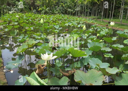 Lotus Blumen an Sir Seewoosagur Ramgoolam botanischen Garten Pamplemousses district, Mauritius Insel. Stockfoto