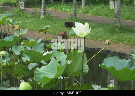 Lotus Blumen an Sir Seewoosagur Ramgoolam botanischen Garten Pamplemousses district, Mauritius Insel. Stockfoto