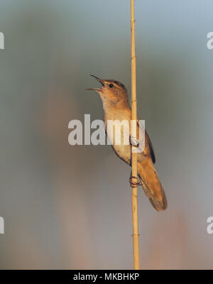 Savi Grasmücke Stockfoto