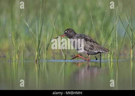 Gefleckte Rotschenkel Stockfoto